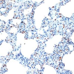 CXCL4/PF4 Rabbit anti-Human, Mouse, Rat, Clone: 6Q10H2, Novus Biologicals
