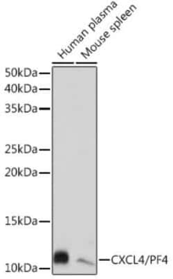 CXCL4/PF4 Rabbit anti-Human, Mouse, Rat, Clone: 6Q10H2, Novus Biologicals