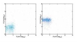 CXCR1/IL-8RA Antibody (8F1-1-4) - BSA Free, Novus Biologicals:Antibodies:Primary