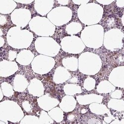 CXCR1/IL-8RA Antibody, Novus Biologicals:Antibodies:Primary Antibodies