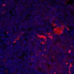 CXCR2/IL-8RB Antibody (5E8-C7-F10) - BSA Free, Novus Biologicals:Antibodies:Primary