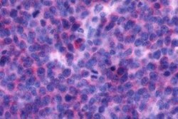 CXCR4 Antibody - BSA Free, Novus Biologicals 0.05 mL, Unconjugated:Antibodies,