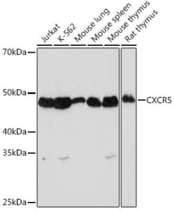 CXCR5 Rabbit anti-Human, Mouse, Rat, Clone: 9Q10I2, Novus Biologicals 100 &mu;g | Buy Online | Novus Biologicals | Fisher Scientific