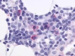 CXCR5 Antibody - BSA Free, Novus Biologicals 0.05 mL, Unconjugated:Antibodies,