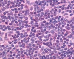 CXCR5 Antibody - BSA Free, Novus Biologicals 0.05 mL, Unconjugated:Antibodies,