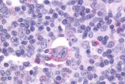 CXCR5 Antibody - BSA Free, Novus Biologicals 0.05 mL, Unconjugated:Antibodies,