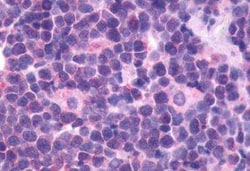 CXCR5 Antibody - BSA Free, Novus Biologicals 0.05 mL, Unconjugated:Antibodies,