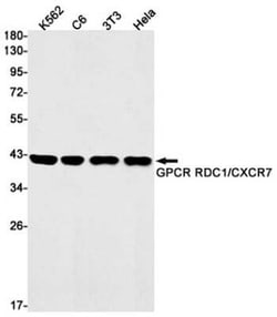 CXCR7/RDC-1 Rabbit anti-Human, Mouse, Rat, Clone: S08-6H8, Novus Biologicals