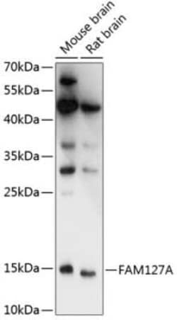 CXX1 Antibody - Azide and BSA Free, Novus Biologicals 0.02 mL, Unconjugated:Antibodies,