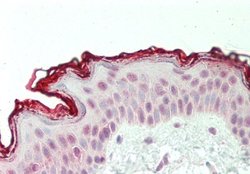 CXXC1 Rabbit anti-Human, Polyclonal, Novus Biologicals 0.1ml; Unconjugated:Antibodies,