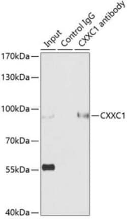 CXXC1 Antibody - BSA Free, Novus Biologicals 0.02 mL, Unconjugated:Antibodies,