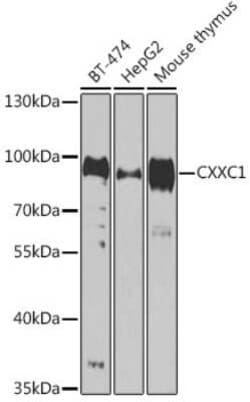 CXXC1 Antibody - BSA Free, Novus Biologicals 0.02 mL, Unconjugated:Antibodies,