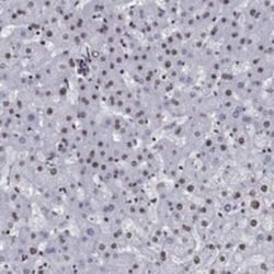 CYB561D2 Rabbit anti-Human, Polyclonal, Novus Biologicals 25 &mu;g; Unconjugated:Antibodies,
