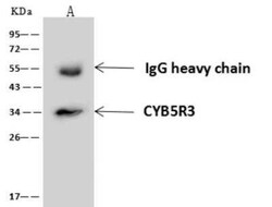 CYB5R3 Antibody, Novus Biologicals 100 &mu;g; Unconjugated:Antibodies,