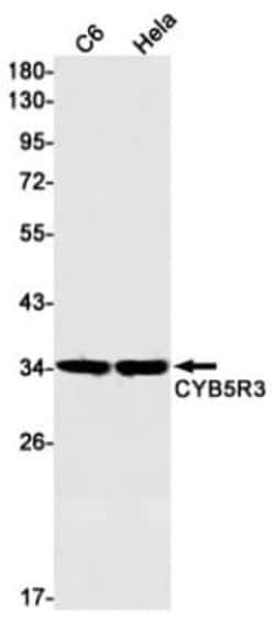 CYB5R3 Antibody (S01-9F3), Novus Biologicals:Antibodies:Primary Antibodies