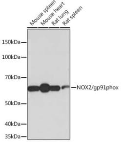 CYBB/NOX2 Rabbit anti-Human, Mouse, Rat, Clone: 2Y8W3, Novus Biologicals