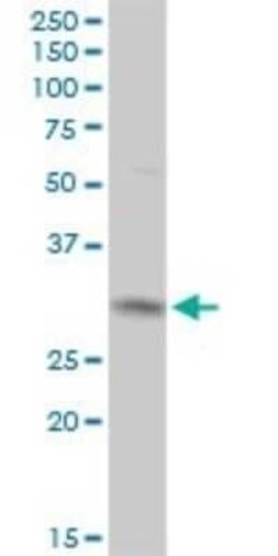 CYC1 Antibody, Novus Biologicals 0.1 mg | Buy Online | Novus Biologicals | Fisher Scientific