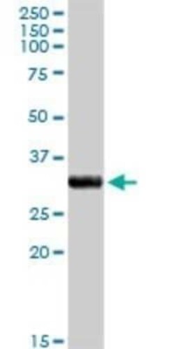 CYC1 Antibody, Novus Biologicals 0.1 mg | Buy Online | Novus Biologicals | Fisher Scientific