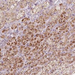 CYP11B2 Antibody, Novus Biologicals:Antibodies:Primary Antibodies