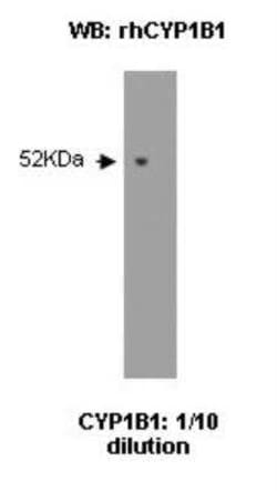 CYP1B1 Antibody (5E2) - BSA Free, Novus Biologicals:Antibodies:Primary