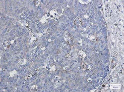 CYP1B1 Antibody (S02-5A3), Novus Biologicals:Antibodies:Primary Antibodies