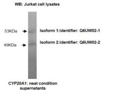 CYP20A1 Antibody (Z27-P3H7 E3) - BSA Free, Novus Biologicals 0.1 mL, Unconjugated:Antibodies,