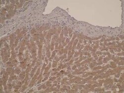 CYP26C1 Antibody (T6P1C7 E7) - BSA Free, Novus Biologicals:Antibodies:Primary