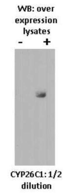 CYP26C1 Antibody (T6P1C7 E7) - BSA Free, Novus Biologicals:Antibodies:Primary