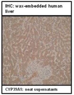 CYP39A1 Antibody (M30P6D6) - BSA Free, Novus Biologicals:Antibodies:Primary