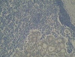 CYP39A1 Antibody (M30P6D6) - BSA Free, Novus Biologicals:Antibodies:Primary