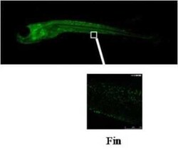CYP3C1 Antibody (V12P6F5 E3) - BSA Free, Novus Biologicals:Antibodies:Primary