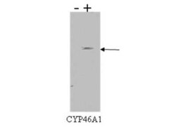 CYP46A1 Antibody (N8-P6E4 H8) - BSA Free, Novus Biologicals:Antibodies:Primary