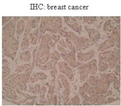 CYP4Z1 Antibody (N7-P2G5 D8) - BSA Free, Novus Biologicals:Antibodies:Primary