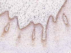 CYREN Antibody, Novus Biologicals:Antibodies:Primary Antibodies