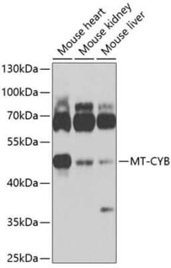 CYTB Antibody - BSA Free, Novus Biologicals:Antibodies:Primary Antibodies