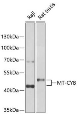 CYTB Antibody - BSA Free, Novus Biologicals:Antibodies:Primary Antibodies