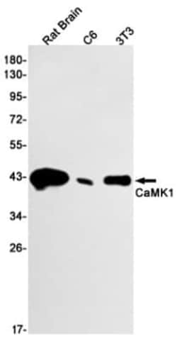 CaM Kinase I Antibody (S06-7C4), Novus Biologicals:Antibodies:Primary Antibodies
