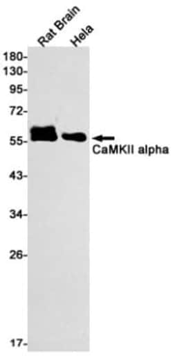 CaM Kinase II alpha Antibody (S09-9E5), Novus Biologicals:Antibodies:Primary