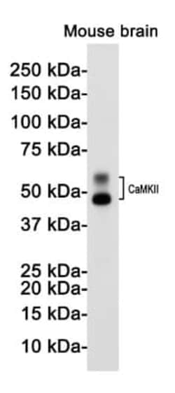 CaMKII beta Antibody (S05-9G5), Novus Biologicals:Antibodies:Primary Antibodies