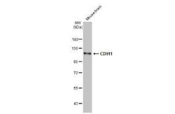 Cadherin-11 Antibody (HL1044), Novus Biologicals 100 &mu;g | Buy Online | Novus Biologicals | Fisher Scientific