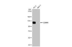 Cadherin-11 Antibody (HL1044), Novus Biologicals 100 &mu;g | Buy Online | Novus Biologicals | Fisher Scientific