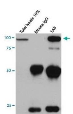 Cadherin-11 Antibody (1A5), Novus Biologicals 0.1 mg | Buy Online | Novus Biologicals | Fisher Scientific