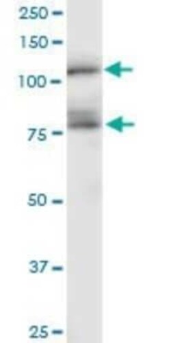 Cadherin-11 Antibody (1A5), Novus Biologicals 0.1 mg | Buy Online | Novus Biologicals | Fisher Scientific
