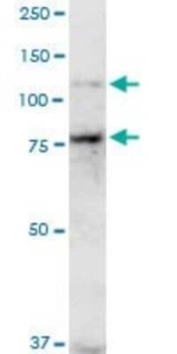 Cadherin-11 Antibody (1A5), Novus Biologicals 0.1 mg | Buy Online | Novus Biologicals | Fisher Scientific