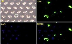 Cadherin-11 Antibody (3C8), Novus Biologicals 100 &mu;g | Buy Online | Novus Biologicals | Fisher Scientific