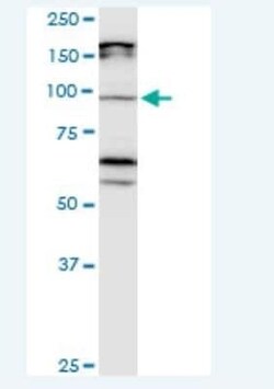 Cadherin-11 Antibody (3C8), Novus Biologicals 100 &mu;g | Buy Online | Novus Biologicals | Fisher Scientific