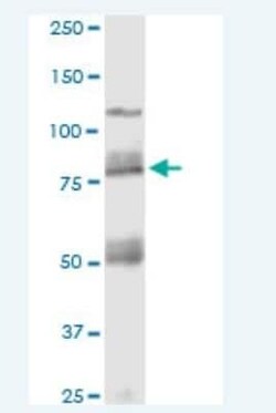 Cadherin-11 Antibody (3C8), Novus Biologicals 100 &mu;g | Buy Online | Novus Biologicals | Fisher Scientific