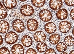 Cadherin-17 Rabbit anti-Human, Clone: 29, Novus Biologicals:Antibodies:Primary