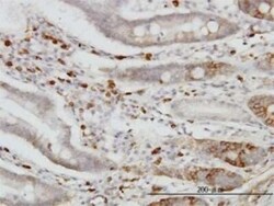 Cadherin-18 Antibody (6F7), Novus Biologicals 0.1 mg | Buy Online | Novus Biologicals | Fisher Scientific