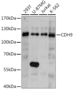 Cadherin-9 Antibody - Azide and BSA Free, Novus Biologicals 0.02 mL, Unconjugated:Antibodies,